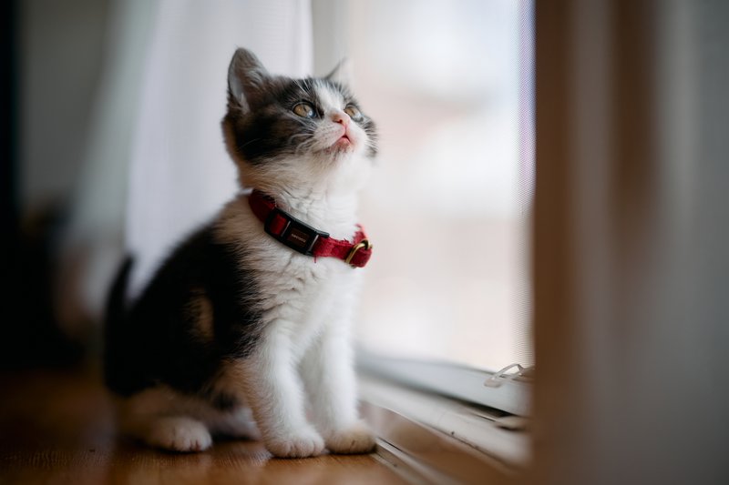 窓辺の子猫
