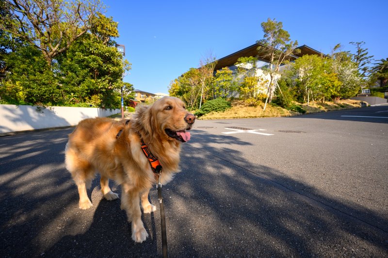 リードをつけて住宅街を散歩する犬