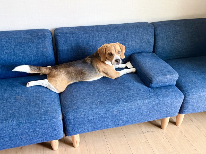 明るい室内のソファでくつろぐ犬