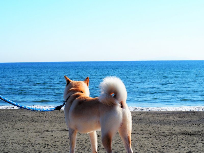 湘南で犬と暮らす。ペット可賃貸と砂浜がある生活