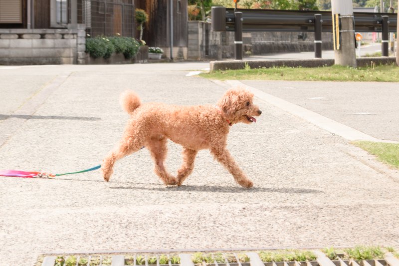 住宅街の道を散歩するトイプードル
