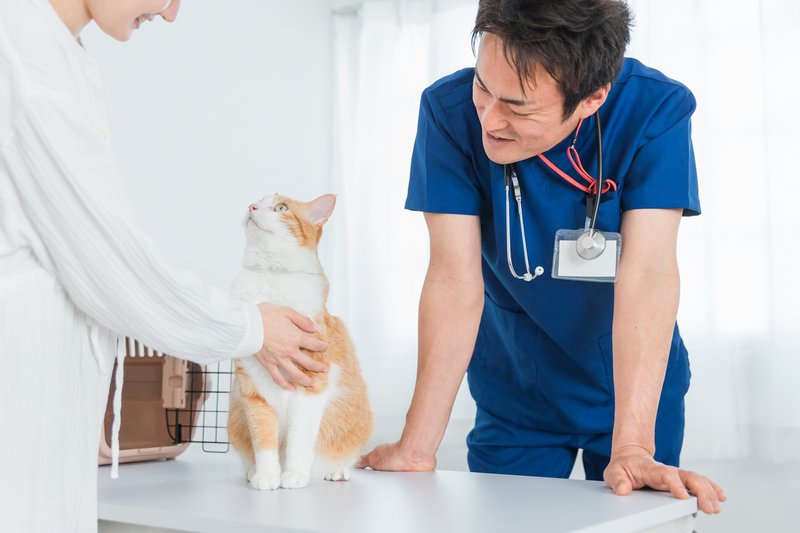 動物病院で獣医師に診察を受ける猫と女性