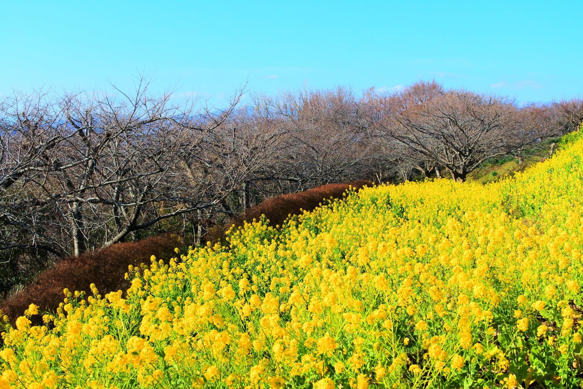 吾妻山公園の菜の花畑(二宮)