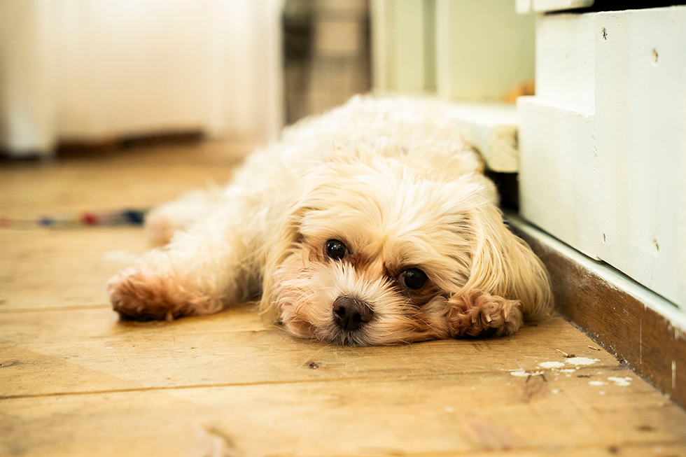 お店の看板犬・カステラちゃんの写真